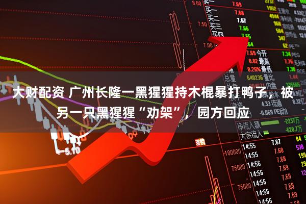 大财配资 广州长隆一黑猩猩持木棍暴打鸭子，被另一只黑猩猩“劝架”，园方回应